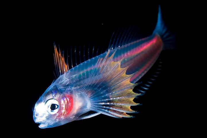 14-creatures-abyssales-sillustrent-dans-de-magnifiques-cliches11