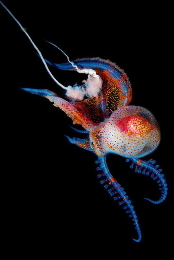 14-creatures-abyssales-sillustrent-dans-de-magnifiques-cliches12