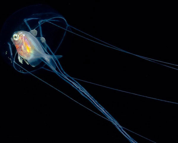14-creatures-abyssales-sillustrent-dans-de-magnifiques-cliches13