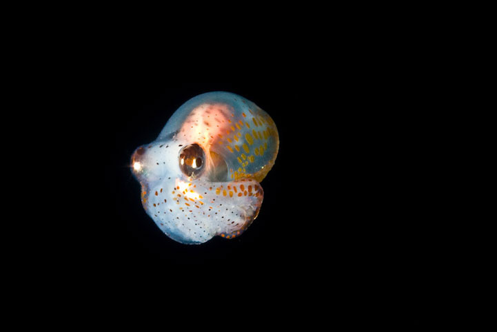 14-creatures-abyssales-sillustrent-dans-de-magnifiques-cliches14
