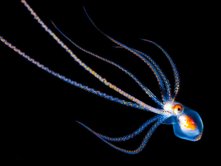 14-creatures-abyssales-sillustrent-dans-de-magnifiques-cliches2