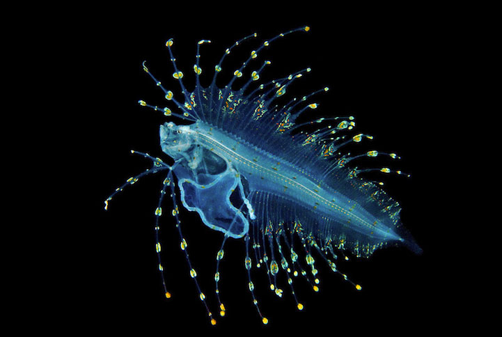 14-creatures-abyssales-sillustrent-dans-de-magnifiques-cliches3