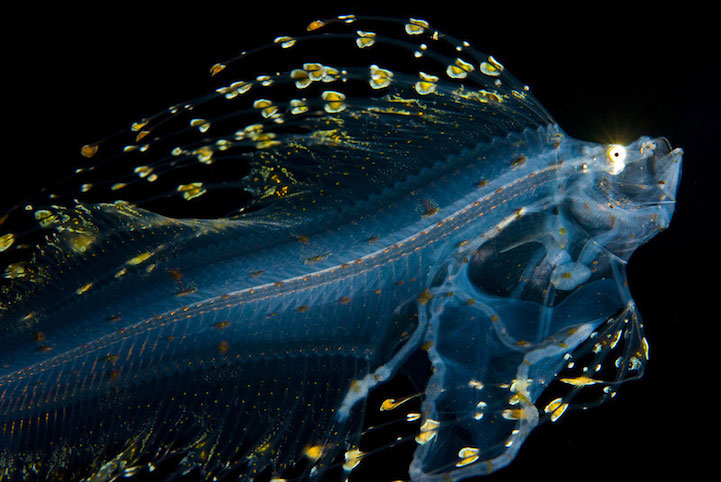 14-creatures-abyssales-sillustrent-dans-de-magnifiques-cliches4