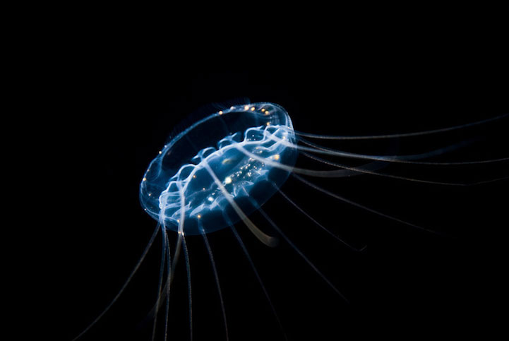 14-creatures-abyssales-sillustrent-dans-de-magnifiques-cliches5