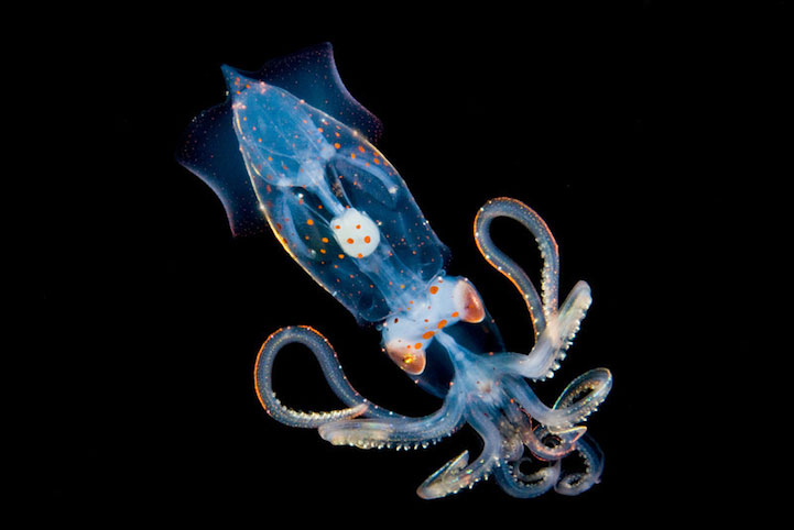 14-creatures-abyssales-sillustrent-dans-de-magnifiques-cliches6