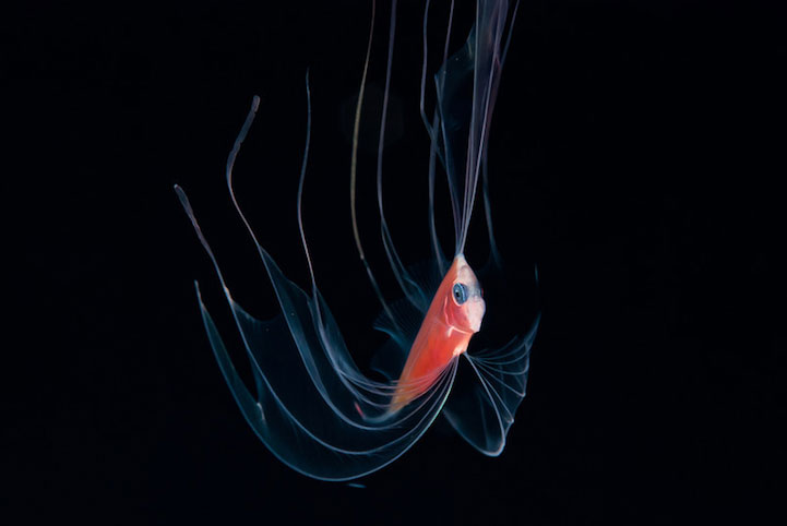 14-creatures-abyssales-sillustrent-dans-de-magnifiques-cliches7