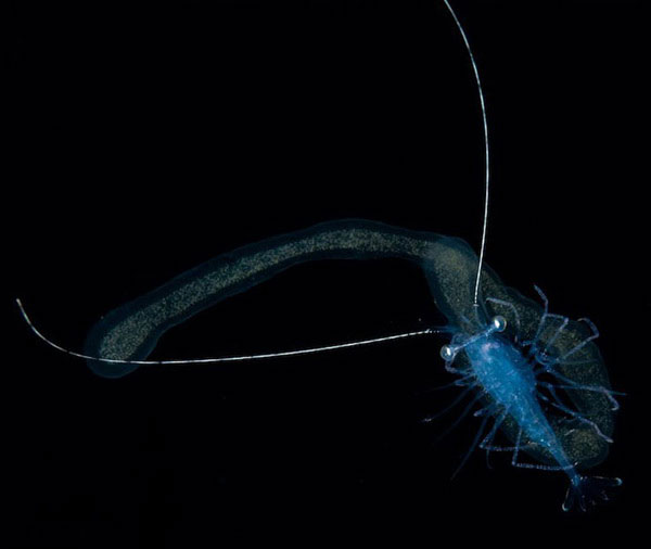 14-creatures-abyssales-sillustrent-dans-de-magnifiques-cliches8