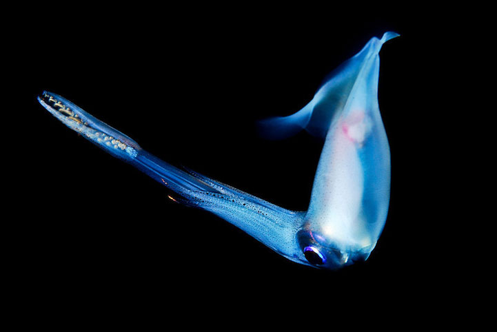 14-creatures-abyssales-sillustrent-dans-de-magnifiques-cliches9