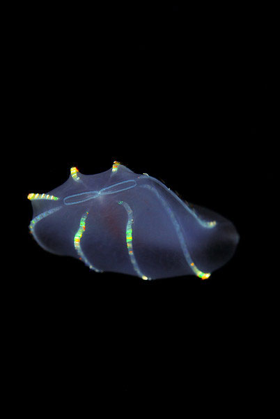 19-creatures-abyssales-sillustrent-dans-de-magnifiques-cliches17