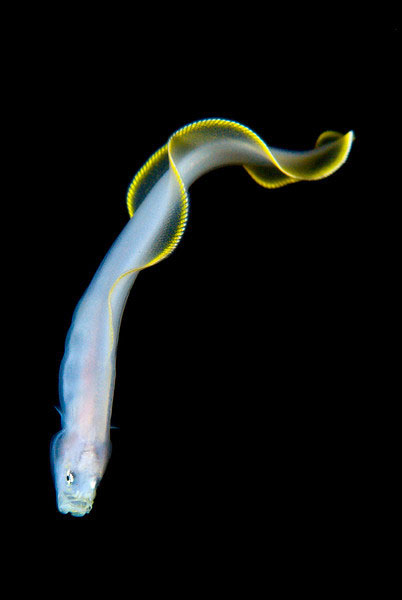 19-creatures-abyssales-sillustrent-dans-de-magnifiques-cliches18