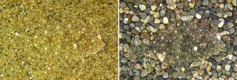 23-camouflages-spectaculaires-danimaux-qui-ne-manquent-pas-de-talent15