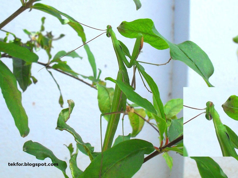23-camouflages-spectaculaires-danimaux-qui-ne-manquent-pas-de-talent19