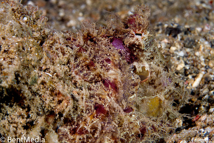 23-camouflages-spectaculaires-danimaux-qui-ne-manquent-pas-de-talent20-2