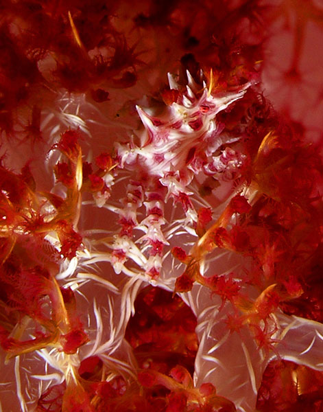 23-camouflages-spectaculaires-danimaux-qui-ne-manquent-pas-de-talent6