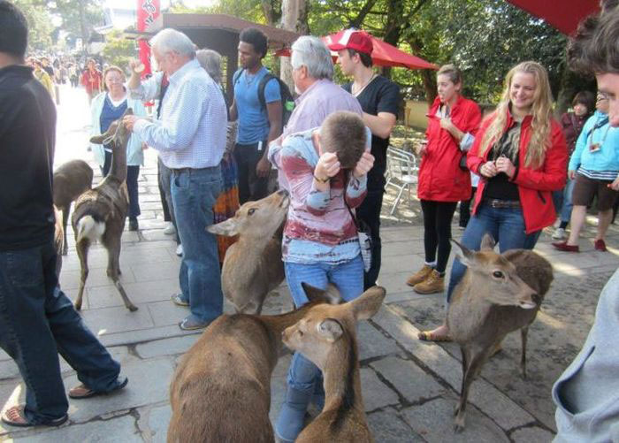 femmes-vs-animaux-un-amour-vache-en-35-photos-amusantes - 10