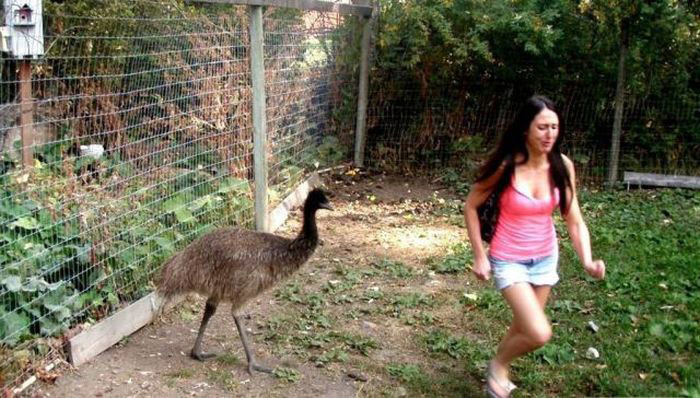 femmes-vs-animaux-un-amour-vache-en-35-photos-amusantes - 22