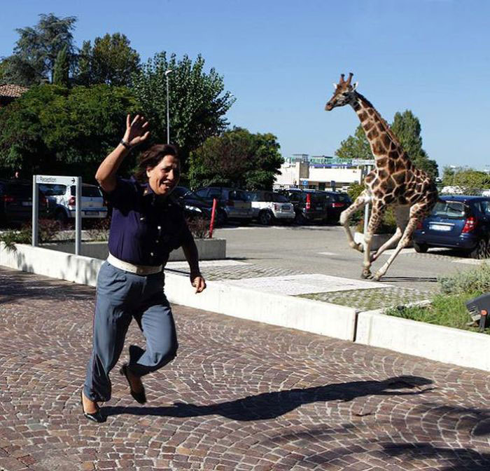 femmes-vs-animaux-un-amour-vache-en-35-photos-amusantes----34