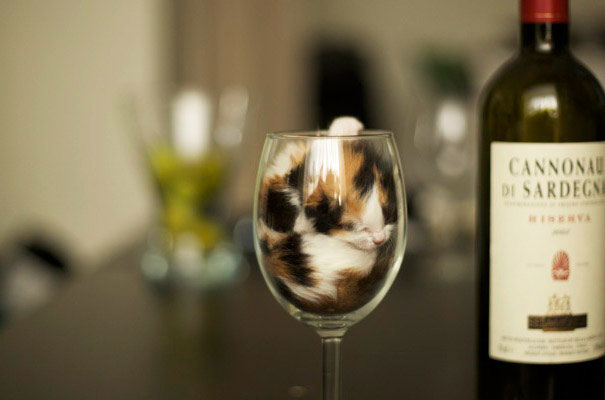 15-preuves-irrefutables-que-les-chats-sont-liquides-1