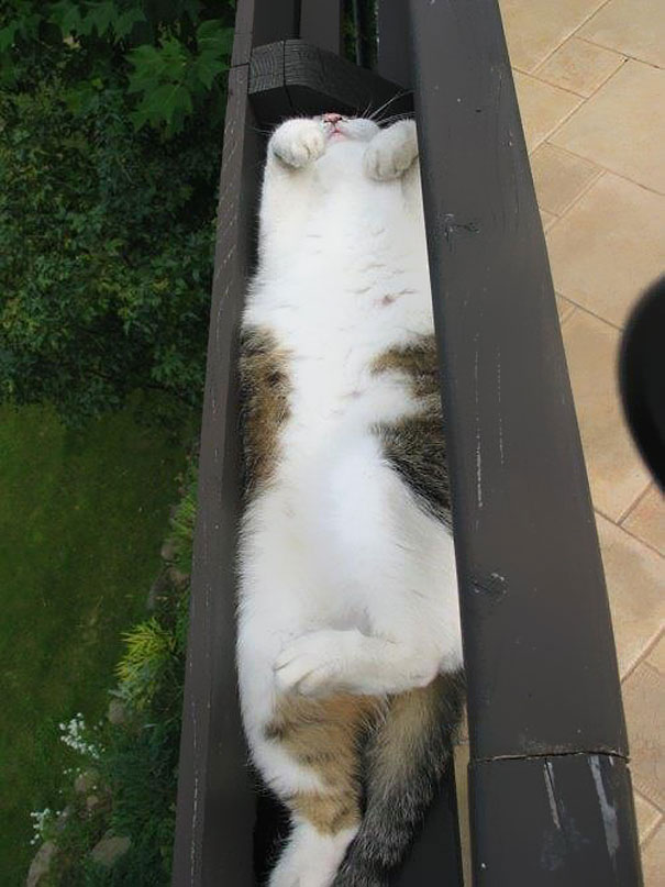 15-preuves-irrefutables-que-les-chats-sont-liquides-12
