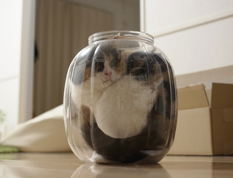 15-preuves-irrefutables-que-les-chats-sont-liquides-13
