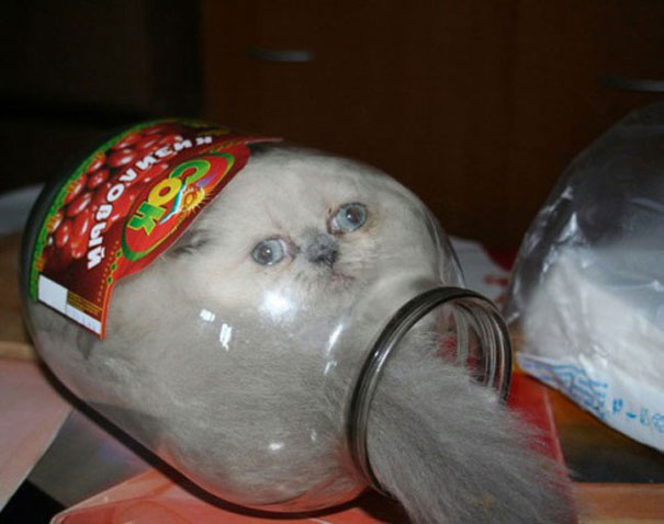 15-preuves-irrefutables-que-les-chats-sont-liquides-2