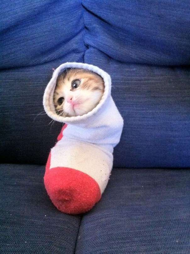 15-preuves-irrefutables-que-les-chats-sont-liquides-5