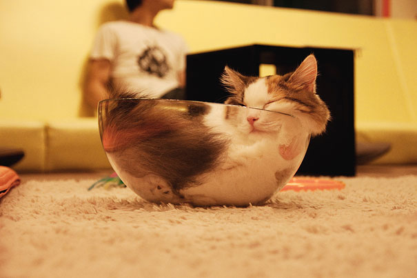 15-preuves-irrefutables-que-les-chats-sont-liquides-7