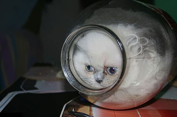 15-preuves-irrefutables-que-les-chats-sont-liquides-8