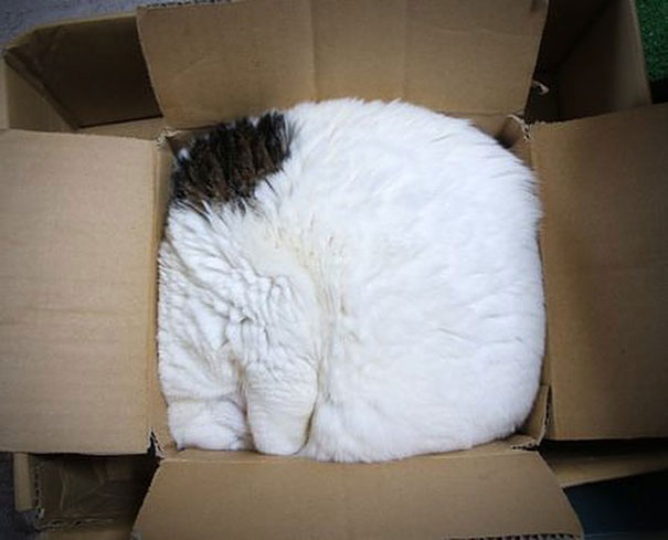 15-preuves-irrefutables-que-les-chats-sont-liquides-9