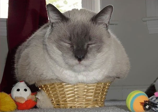 15-preuves-irrefutables-que-les-chats-sont-liquides11