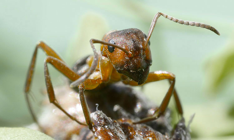 les-fourmis-rousses-seraient-capables-de-predire-les-tremblements-de-terre