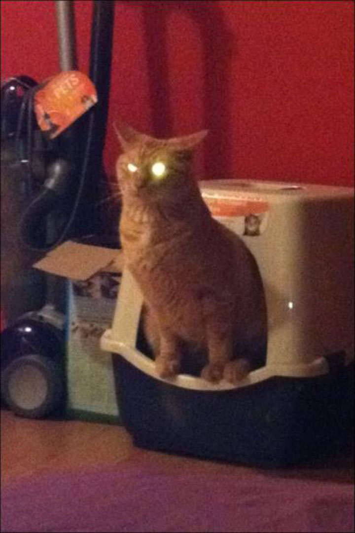 tremblez-humains-les-chats-sont-des-demons-qui-veulent-dominer-le-monde35