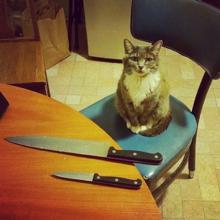 tremblez-humains-les-chats-sont-des-demons-qui-veulent-dominer-le-monde6
