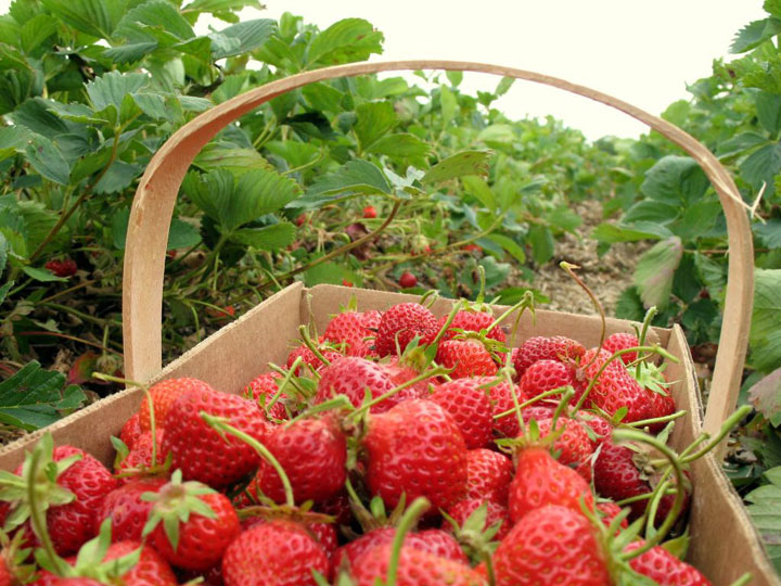 les-agriculteurs-francais-ont-un-nouvel-allie-un-robot-qui-desherbe-sans-pesticide9
