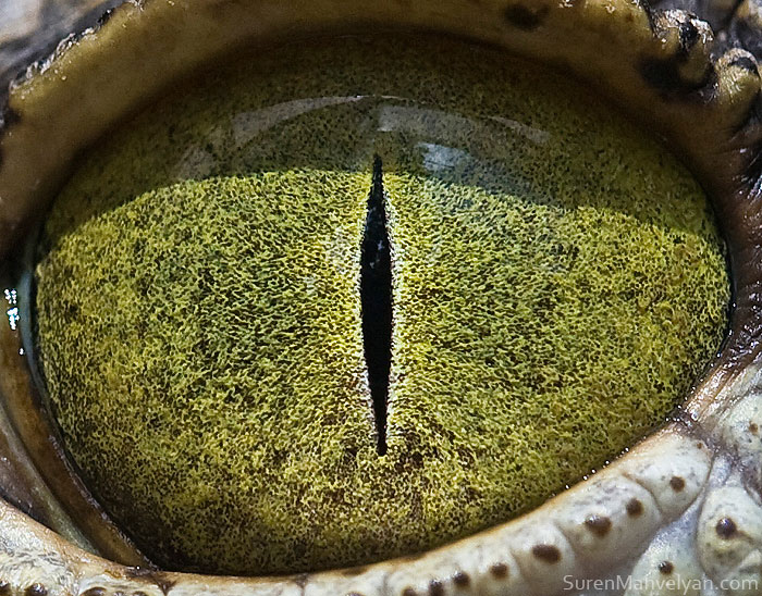 les-plus-beaux-yeux-du-regne-animal-devoiles-dans-ces-cliches-macroscopiques1