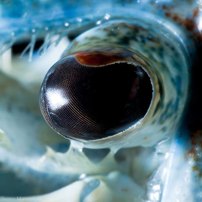 les-plus-beaux-yeux-du-regne-animal-devoiles-dans-ces-cliches-macroscopiques10