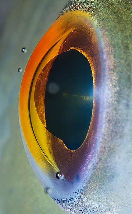 les-plus-beaux-yeux-du-regne-animal-devoiles-dans-ces-cliches-macroscopiques11