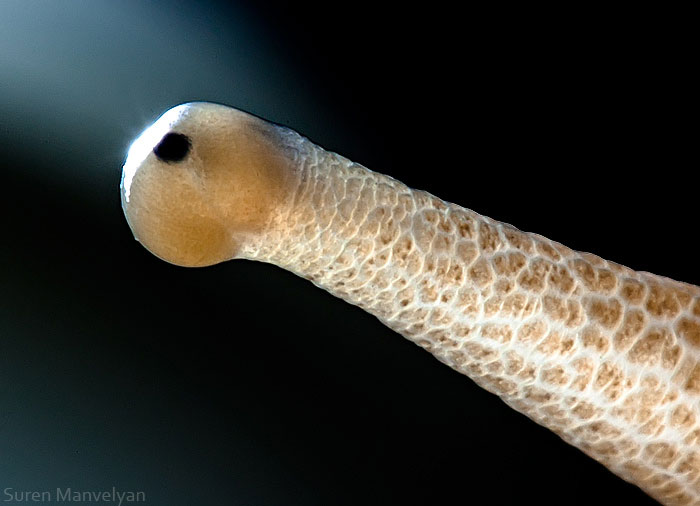 les-plus-beaux-yeux-du-regne-animal-devoiles-dans-ces-cliches-macroscopiques12