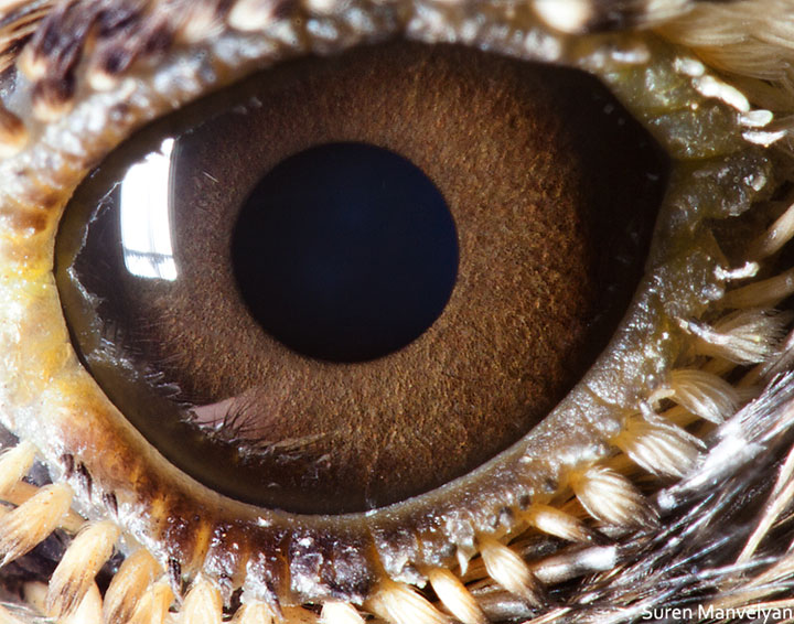 les-plus-beaux-yeux-du-regne-animal-devoiles-dans-ces-cliches-macroscopiques13