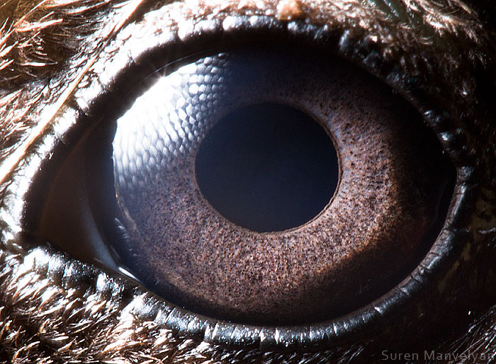 les-plus-beaux-yeux-du-regne-animal-devoiles-dans-ces-cliches-macroscopiques14-2