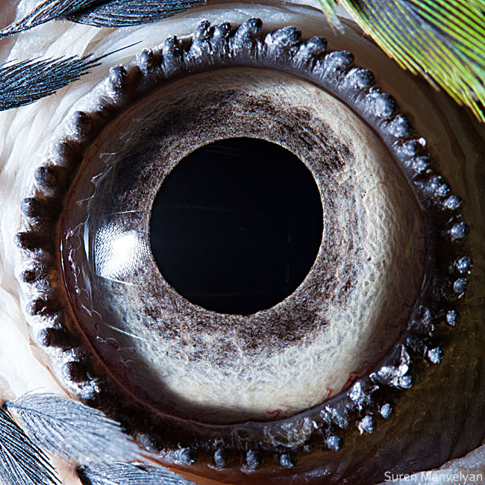 les-plus-beaux-yeux-du-regne-animal-devoiles-dans-ces-cliches-macroscopiques14