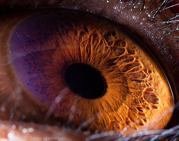 les-plus-beaux-yeux-du-regne-animal-devoiles-dans-ces-cliches-macroscopiques15