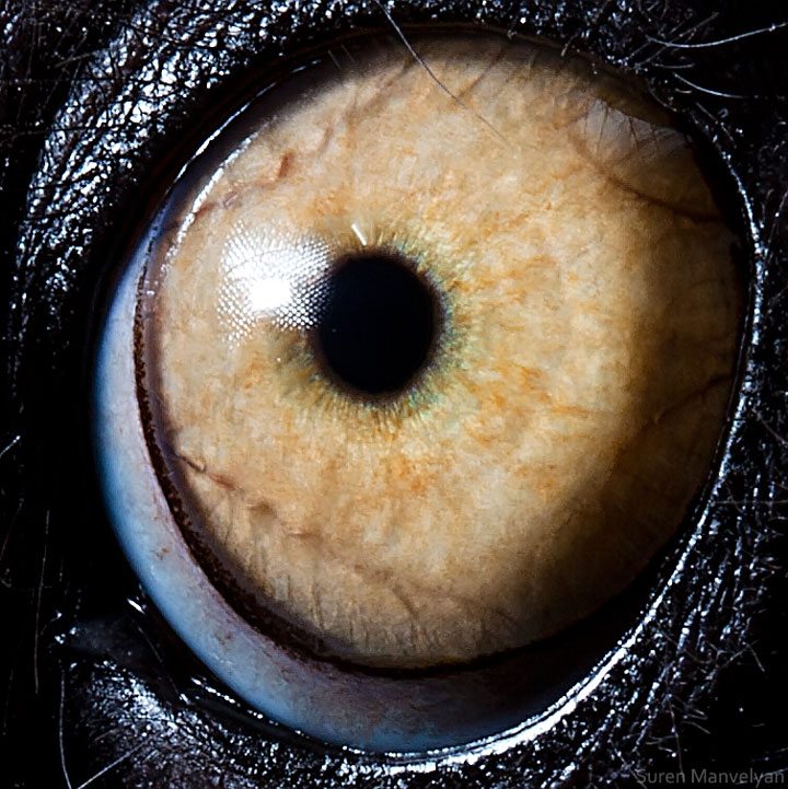 les-plus-beaux-yeux-du-regne-animal-devoiles-dans-ces-cliches-macroscopiques16