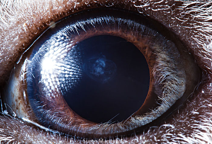 les-plus-beaux-yeux-du-regne-animal-devoiles-dans-ces-cliches-macroscopiques17
