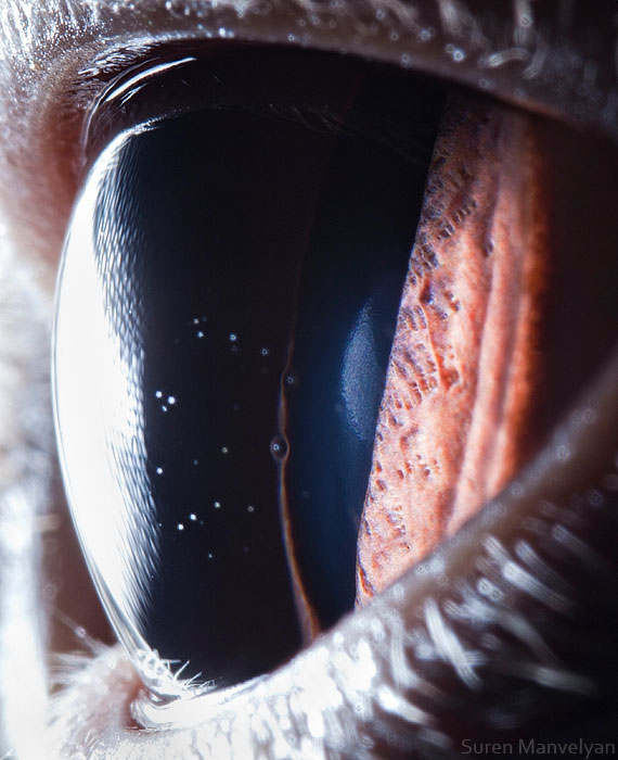 les-plus-beaux-yeux-du-regne-animal-devoiles-dans-ces-cliches-macroscopiques18