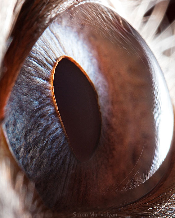les-plus-beaux-yeux-du-regne-animal-devoiles-dans-ces-cliches-macroscopiques19