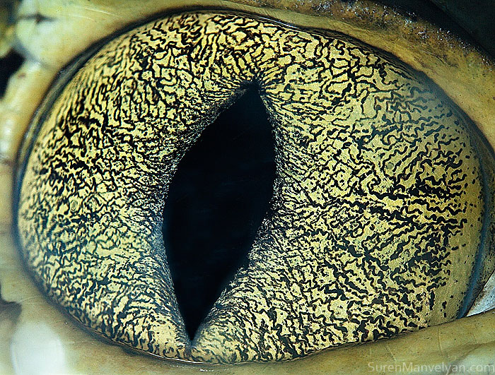 les-plus-beaux-yeux-du-regne-animal-devoiles-dans-ces-cliches-macroscopiques2