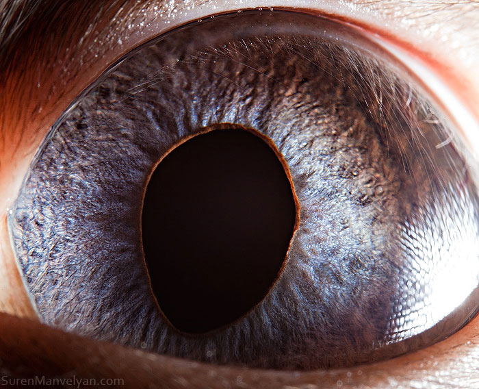 les-plus-beaux-yeux-du-regne-animal-devoiles-dans-ces-cliches-macroscopiques20
