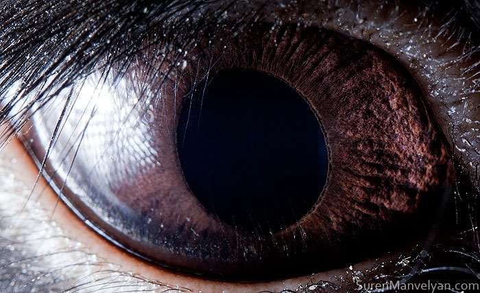 les-plus-beaux-yeux-du-regne-animal-devoiles-dans-ces-cliches-macroscopiques21