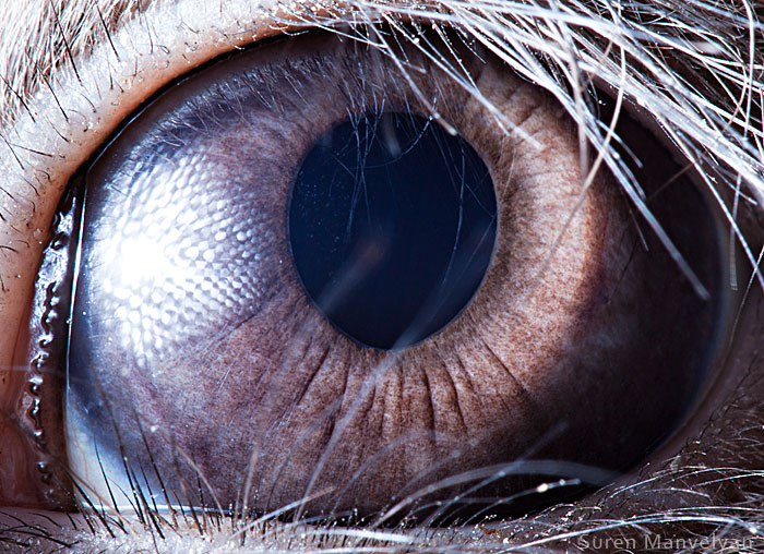 les-plus-beaux-yeux-du-regne-animal-devoiles-dans-ces-cliches-macroscopiques22